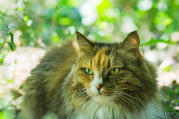 portrait of tricolor cat