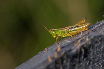 Gemeiner Grashüpfer - Chorthippus parallelus