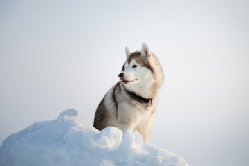 Portrait of Free and wise husky dog sitting on the snow on the ice floe and looking into the distance.