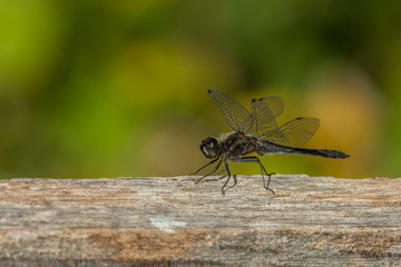 Schwarze Heidelibelle - Sympetrum danae im Hochmoor