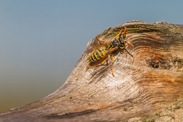 Faltenwespe - Vespidae auf einen Holzstück