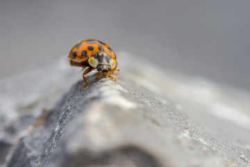 Asiatischer Marienkäfer - Harmonia axyridis