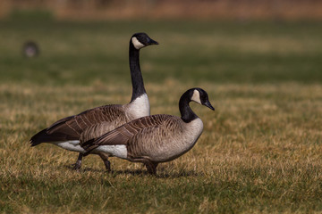 zwei Canadagaense - branta canadensis auf einer Wiese