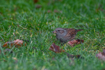 Heckenbraunelle - prunella modularis auf einer Wiese