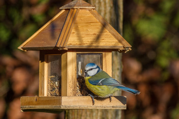 Blaumeise - cyanistes caeruleus am Futterhaus