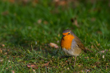 Rotkehlchen - erithacus rubecula auf einer Wiese