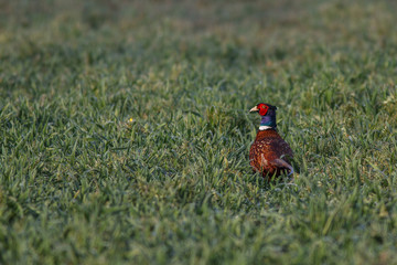 Ringfasan - phasianus torquatus auf einer Wiese