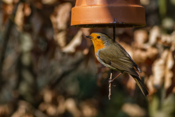 Rotkehlchen - erithacus rubecula an Futterglocke