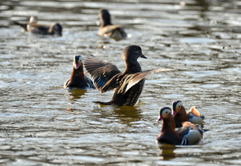 Ducks of the mandarin duck on the river at sunrise