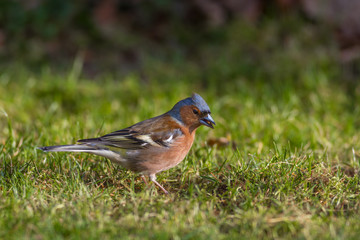 Buchfink Maennchen - fringilla coelebs auf einer Wiese