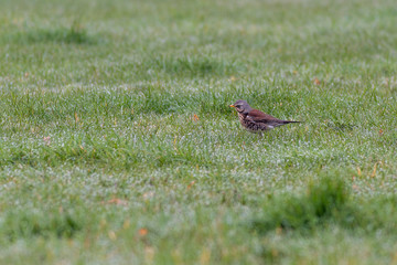 Wacholderdrossel - Turdus pilaris auf einer Wiese