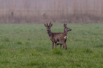 Europäische Rehe - Capreolus capreolus auf einer Wiese im Nebel