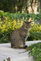 Street Cat from Macka Park in istanbul - obrazy, fototapety, plakaty