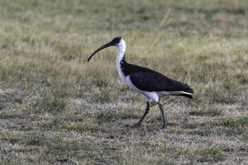 Obraz na płótnie Canvas A juvenile Straw-necked Ibis searching for food on 20180819 at the Yarralumla Equestrian Park