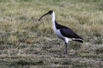 A juvenile Straw-necked Ibis searching for food on 20180819 at the Yarralumla Equestrian Park