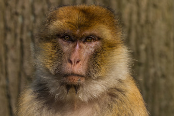Berberaffe - Macaca sylvanus