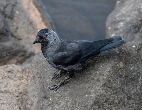 Jackdaw on the rocks
