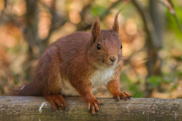 Eichhoernchen - Sciurus vulgaris 