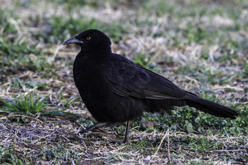 White-winged Chough walking while looking for food at Yarralumala Equestrian Park, Canberra, Australia in August 2018 4104