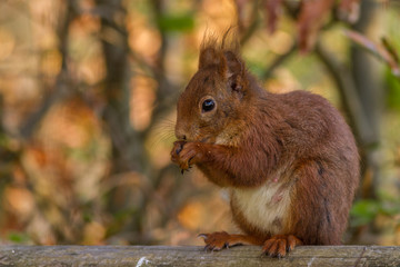 Eichhoernchen - Sciurus vulgaris  © Digra987