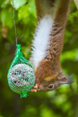 Eichhoernchen - Sciurus vulgaris am Meisenknoedel © Digra987