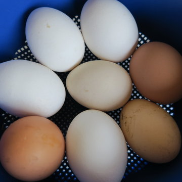 fresh different chicken eggs in a blue cup
