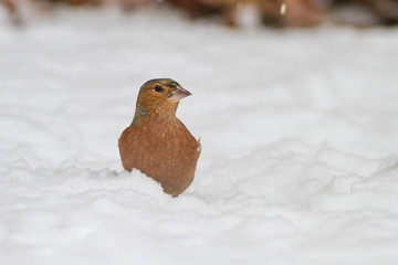 Buchfink Männchen - fringilla coelebs im Schnee