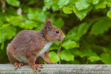 Eichhoernchen - Sciurus vulgaris 