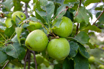 Apple tree
