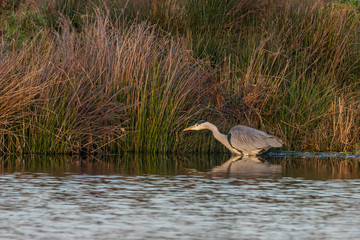 Graureiher - Ardea cinerea in einem Teich auf der Jagt nach Fischen