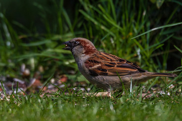 Haussperling - Passer domesticus auf einer Wiese
