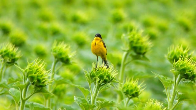  black-eyed wagtail sits on a sunflower and sings before the rain begins