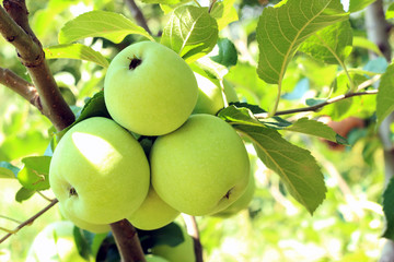 Natural fruit. Apples on the branches of an apple tree