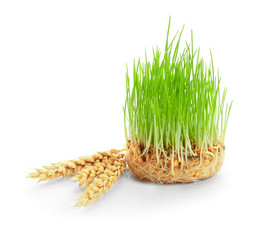 Sprouted wheat grass and spikelets on white background