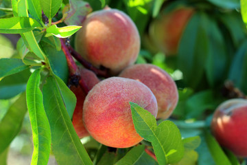 Natural fruit. Peaches on peach tree branches