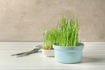 Bowls with sprouted wheat grass and scissors on white wooden table