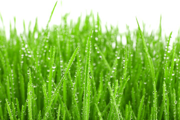 Fototapeta na wymiar Sprouted wheat grass on white background, closeup