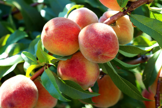 Natural fruit. Peaches on peach tree branches