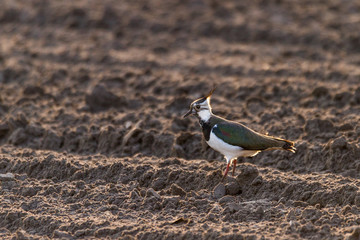 Kiebitz - Vanellus vanellus