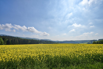 HDR summer landscape with rape field and mountains
