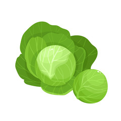 Fototapeta premium Bright vector illustration of colorful cabbage isolated on white background