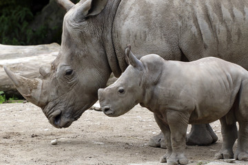 Fototapeta premium Breitmaulnashorn mit Jungtier (Ceratotherium simum) 