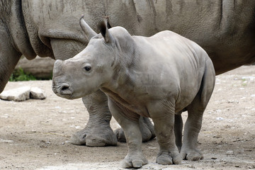 Fototapeta premium Breitmaulnashorn (Ceratotherium simum) Jungtier