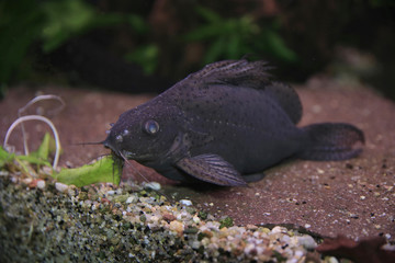 Rückenschwimmende Kongowels (Synodontis nigriventris) 