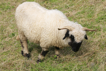 Walliser Schwarznasenschaf auf Weide