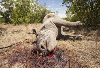 Poached black rhino