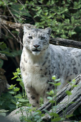 Schneeleopard oder Irbis (Panthera uncia)