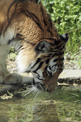 Tiger (Panthera tigris)  trinkt Wasser