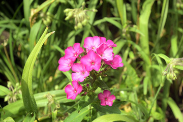 Fototapeta premium phloxblüte