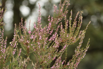 Struikheide in bloei